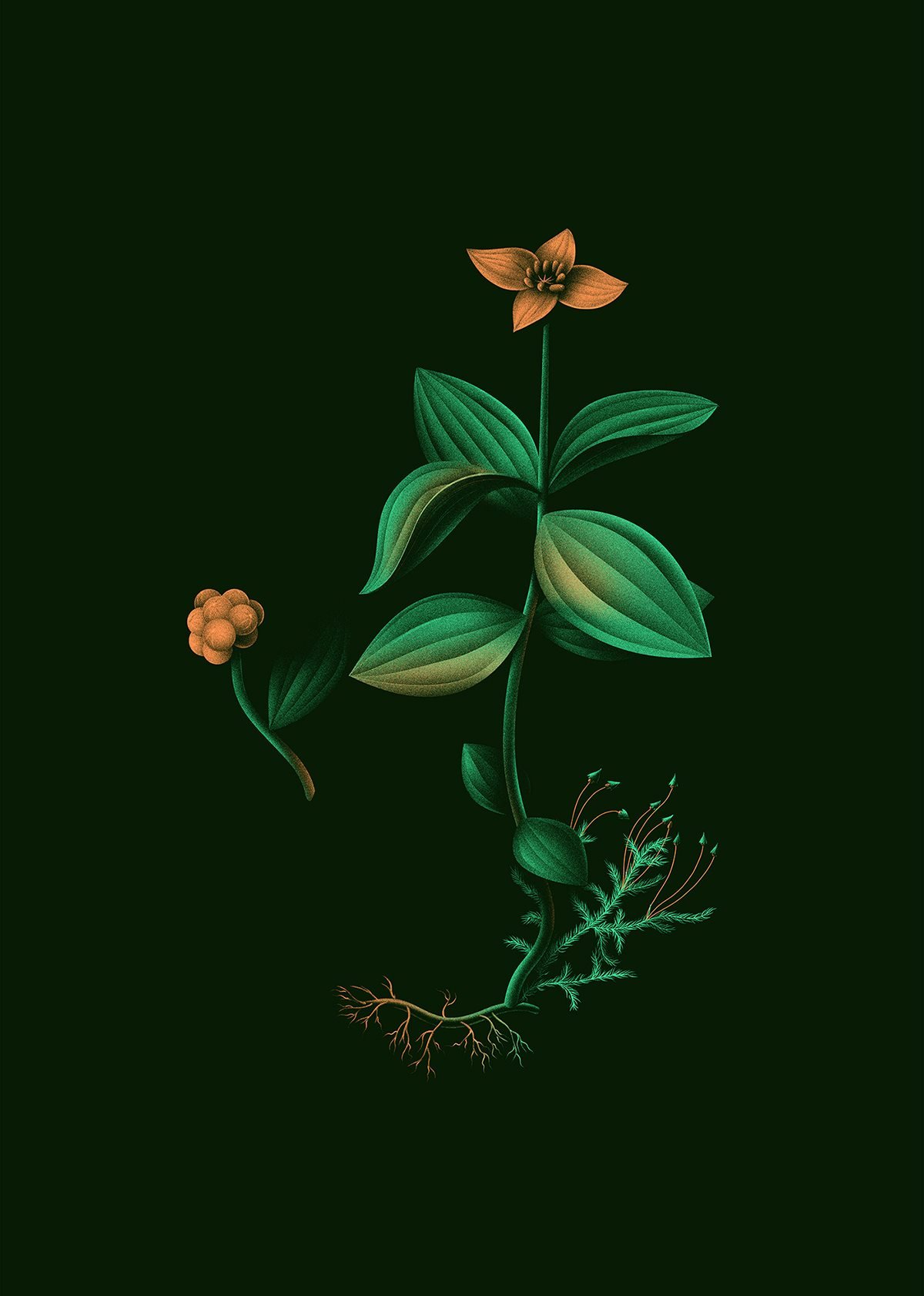 Soubois 酒吧品牌形象設(shè)計(jì) 植物形象圖設(shè)計(jì)
